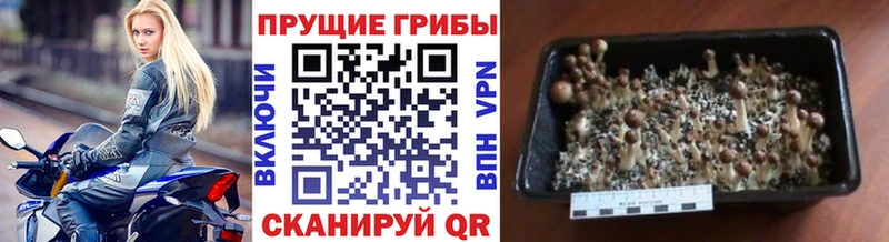 Купить закладки  Никольское  Галлюциногенные грибы Psilocybine cubensis 
